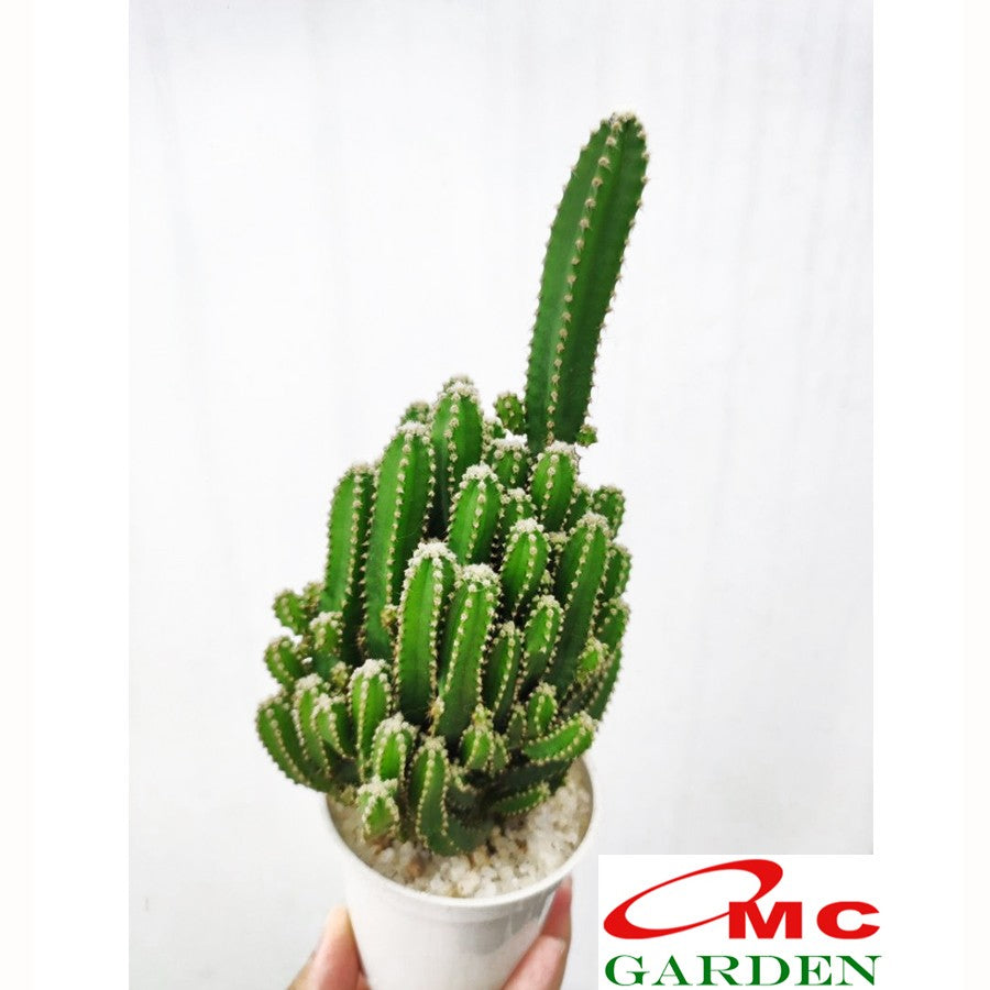 Bibit Pohon Kaktus Candi Hijau Tanaman Hias Potelan Katus Mini Sukulen 1015