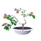 Bonsai Bonsae Lantana Camara Tembelekan Orange Pink Tanaman Hias 001