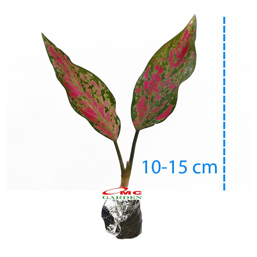 Aglonema Venus Green Red Bibit Bunga Tanaman Hias Sri Rejeki 1015