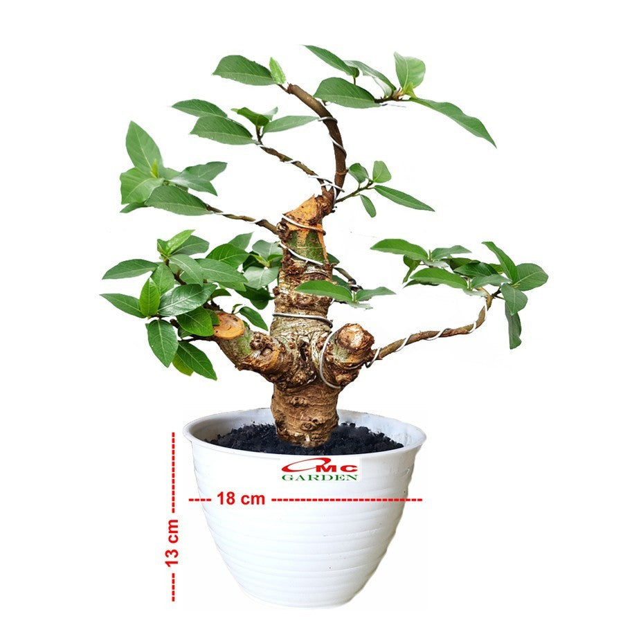 Bibit Pohon Loa Bahan Bonsai Mame Ficus Racemosa Tanaman Peneduh 1020