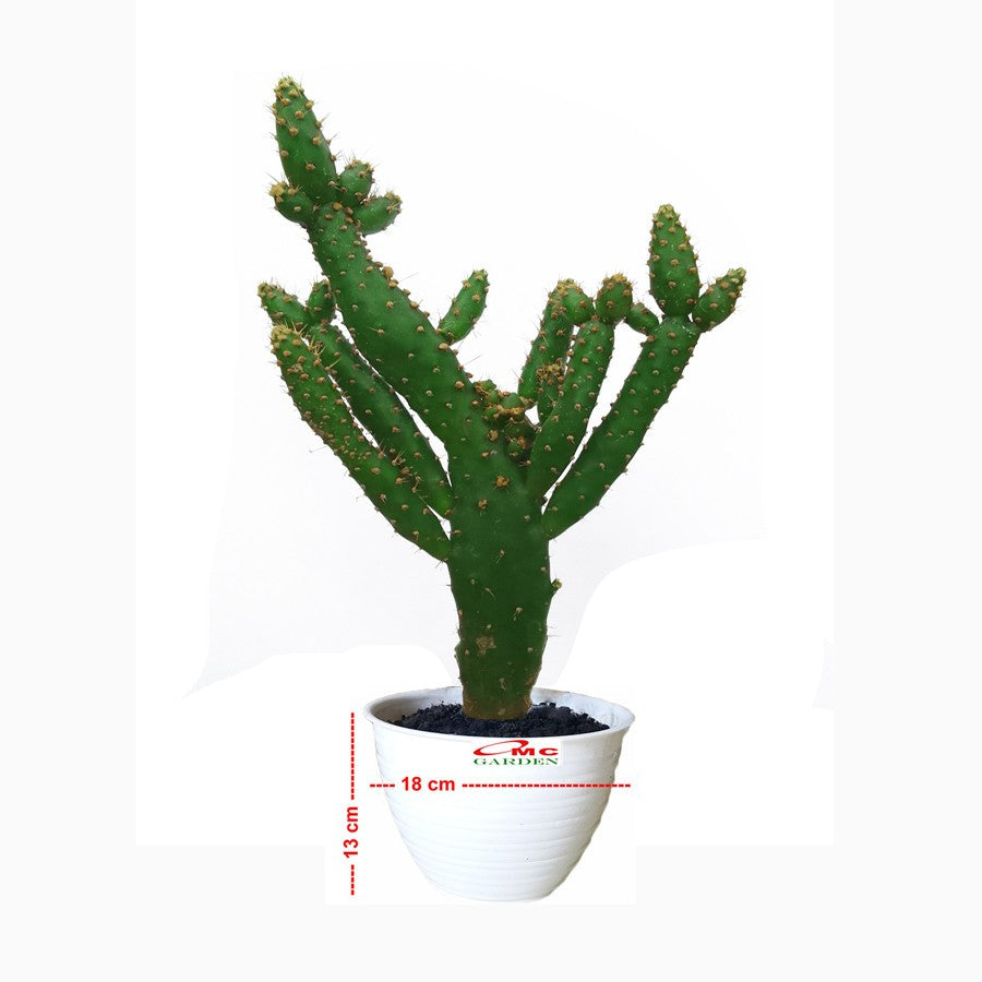 Sukulen Sekulen Pohon Kaktus Mini Succulent Bibit Tanaman Hias 1020