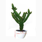 Sukulen Sekulen Pohon Kaktus Mini Succulent Bibit Tanaman Hias 1020