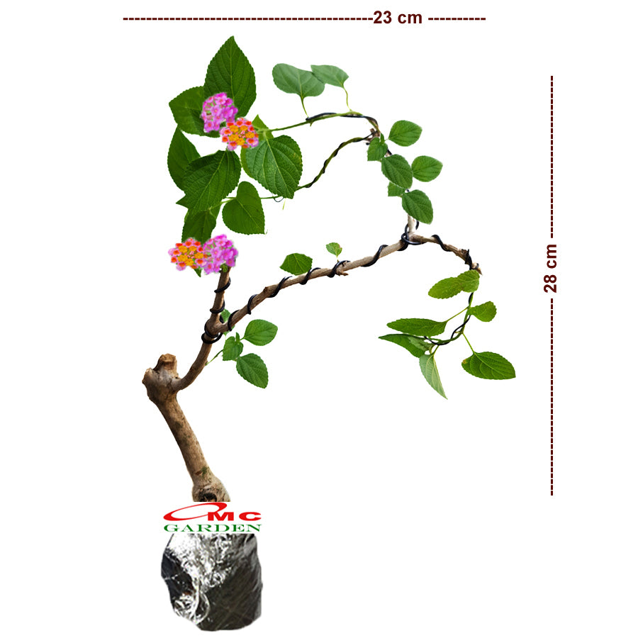 Bonsai Bonsae Lantana Camara Tembelekan Orange Pink Tanaman Hias 004