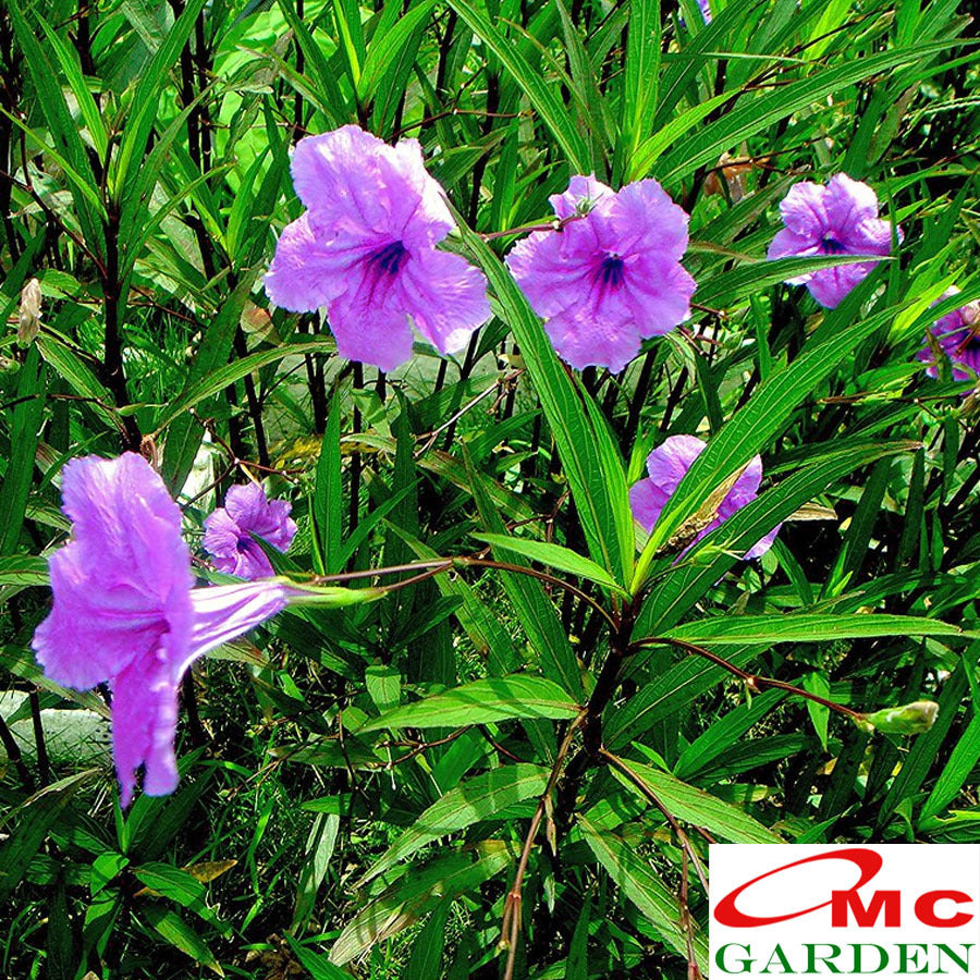 Rawelia Ruelia Rolia Bunga Ungu Pink Tabibosa Ruellia Tanaman Hias Bibit RWL-B-1020