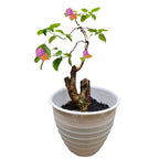 Bonsai Bonsae Lantana Camara Tembelekan Orange Pink Tanaman Hias 004