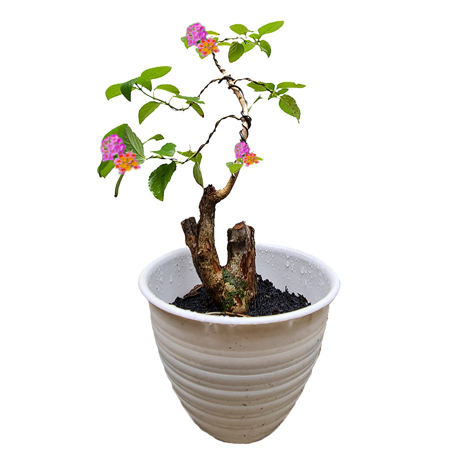 Bonsai Bonsae Lantana Camara Tembelekan Orange Pink Tanaman Hias 004