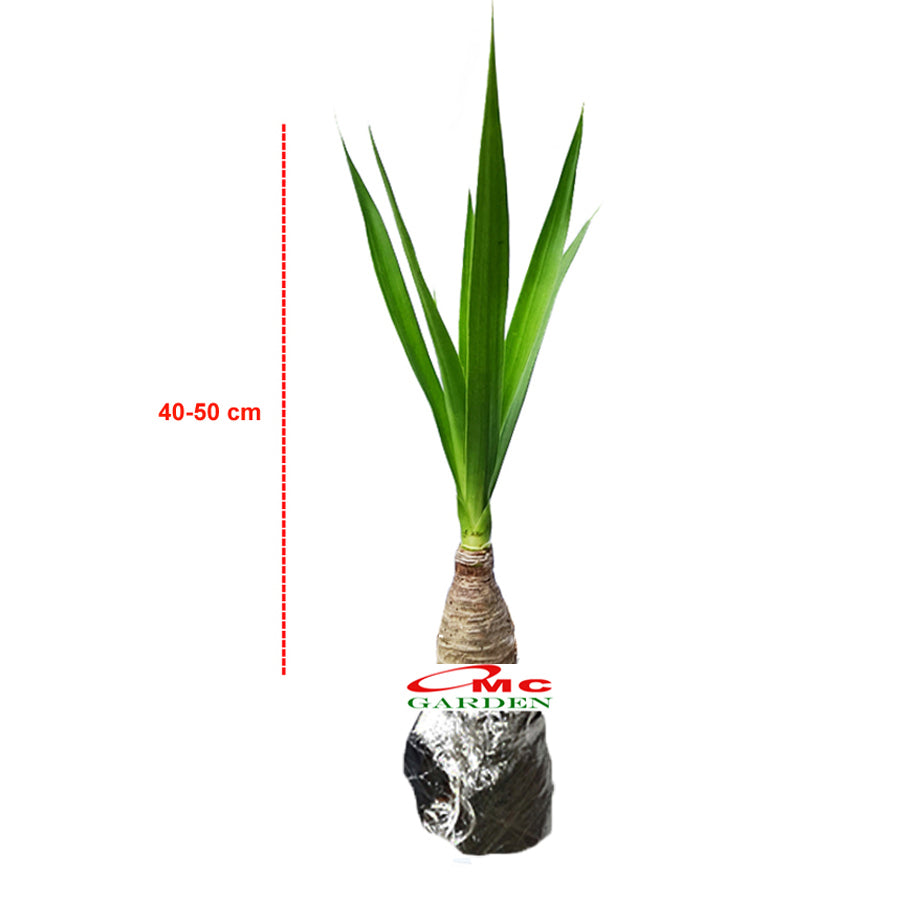 Bonsai Pandan Bali Pohon Bonsae Tanaman Hias B-PDB-001