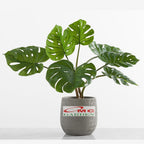 Tanaman Hias Monstera Borsigiana Albo Ekor Naga King Deliciosa Varigata Brazilian Bibit Bonggol Batang