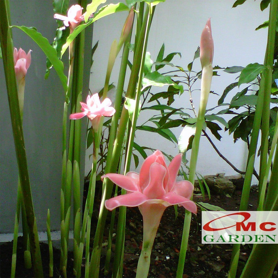 Bibit Kecombrang Hijau Combrang Merah Pohon Rombeh Honje Tanaman 2030