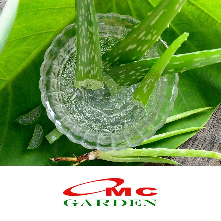 Lidah Buaya Jumbo Pontianak Aloe Vera Bibit Pohon Tanaman Hias Obat Herbal 1520