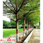 Ketapang Kencana Bibit Tanaman Hias Katapang Terminalia Catappa Pohon Pelindung Tumbuhan Peneduh 1020