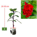 Kembang Sepatu Bunga Raya Hibiscus Worawari Rosa Dinensis Merah Bibit Tanaman Hias 2030