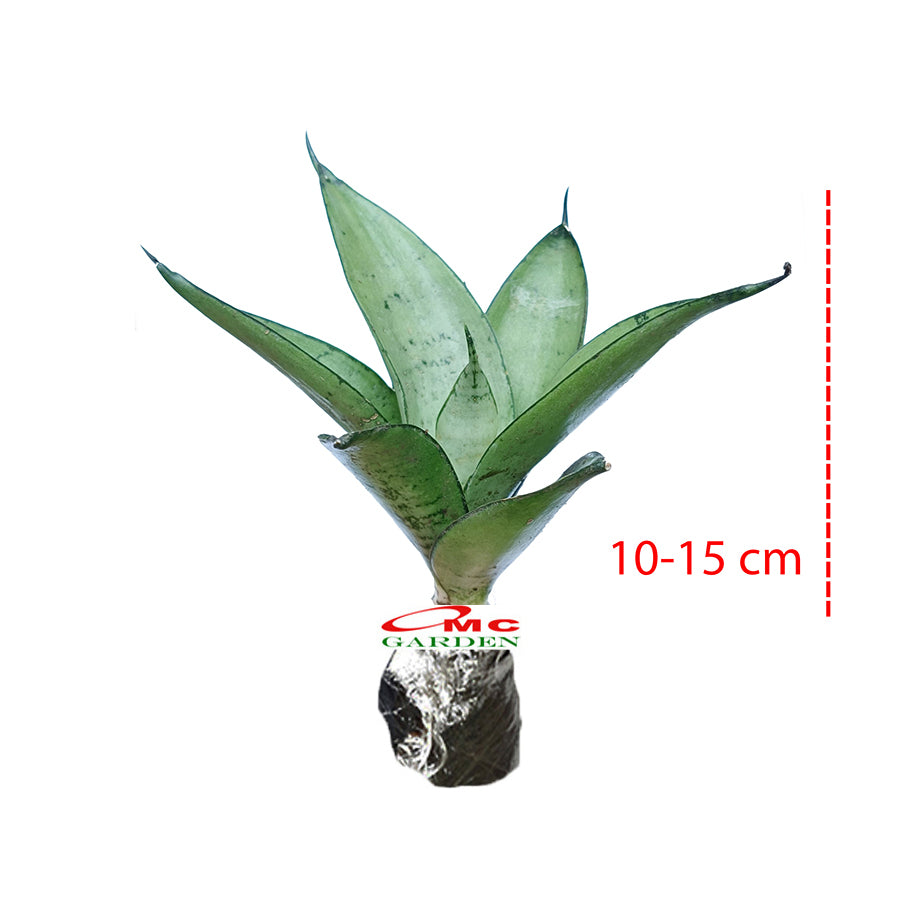 Lidah Mertua Mini Sansevieria Sansivera Sensivera Pagoda Golden Hahnii Bird Nest Yellow Green Silver Night Owl 1015