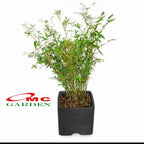 Bibit Rumput Bambu Mikro Micro Mini Rimbun Tanaman Hias 20-30 cm