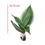 Lidah Mertua Mini Sansevieria Sansivera Sensivera Pagoda Golden Hahnii Bird Nest Yellow Green Silver Night Owl 10-15