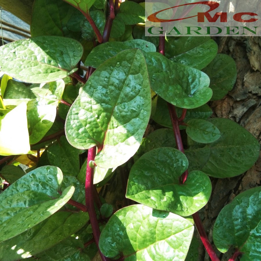 Daun Binahong Merah Hijau Tanaman Piahong Obat Herbal Organik Segar Fresh Tanpa Pestisida 100 Gram