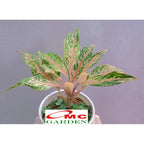Aglonema Butterfly Bibit Bunga Tanaman Hias Anakan Sri Rejeki Daun Green Red Pink 1015