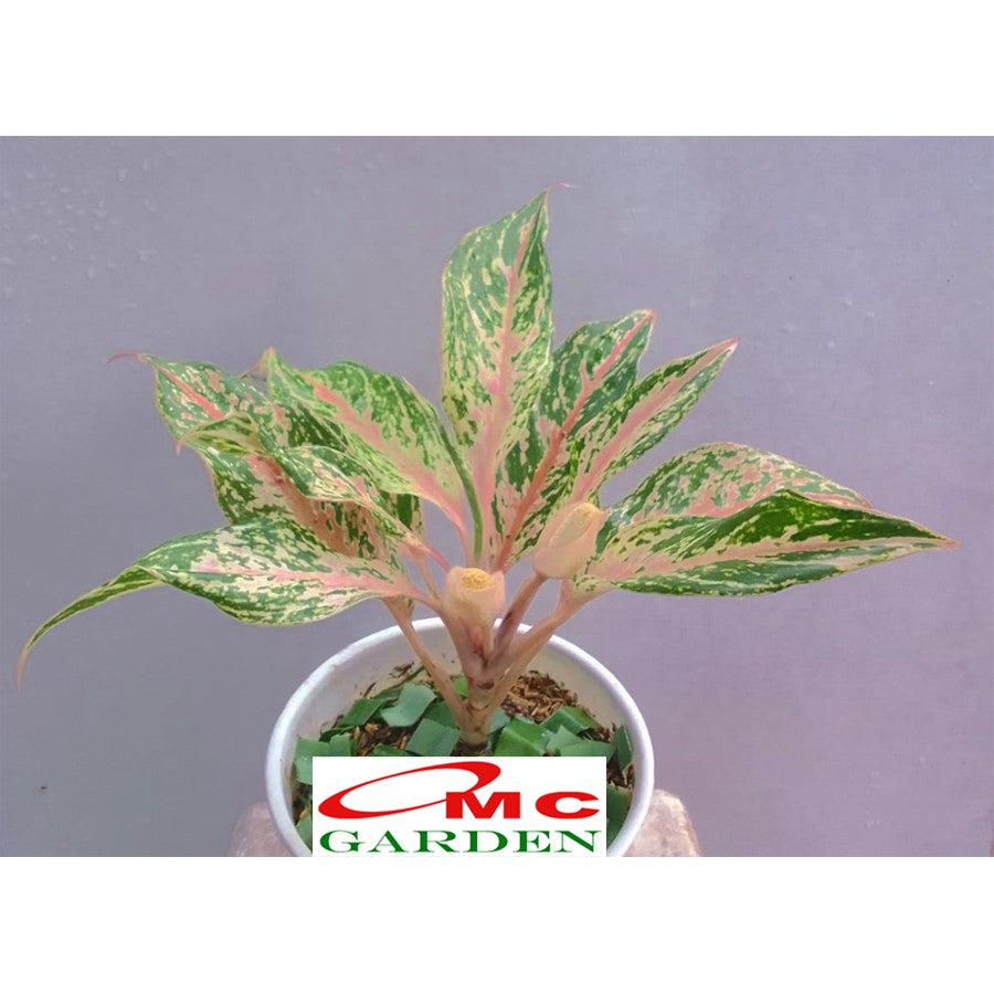 Aglonema Butterfly Bibit Bunga Tanaman Hias Anakan Sri Rejeki Daun Green Red Pink 1015