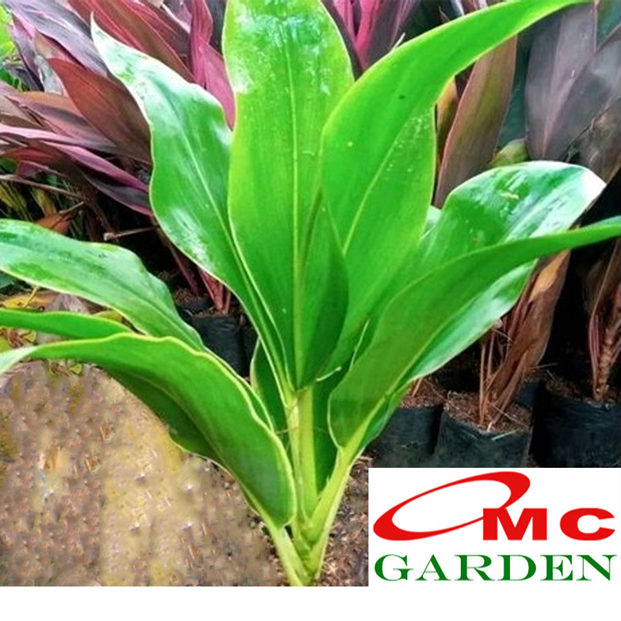 Hanjuang Andong Hijau Sawang Daun Ijo Bibit Pohon Tanaman Hias 10-20cm