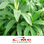 Hanjuang Andong Hijau Sawang Daun Ijo Bibit Pohon Tanaman Hias 20-30cm