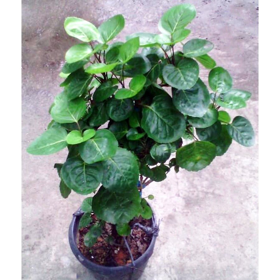 Pohon Mangkok Mangkokan Tanaman Obat Herbal Hias Bibit Berakar 20-30cm