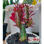 Euphorbia Trigona Bibit Tanaman Hias Kaktus Katedral Sukulen Hijau Merah 1015