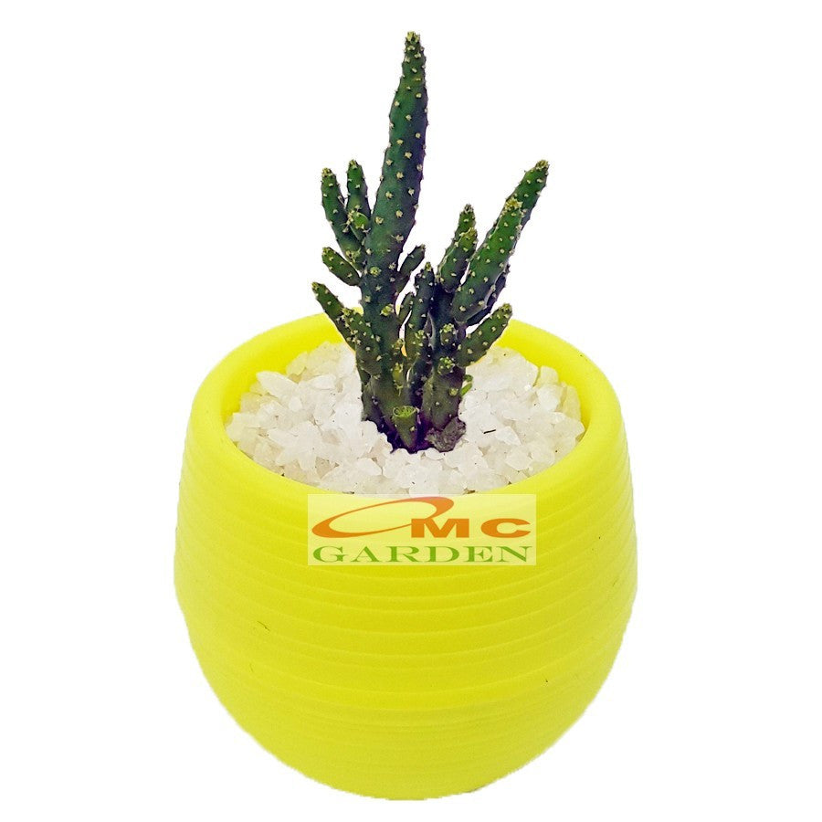 Sukulen Sekulen Pohon Kaktus Mini Succulent Bibit Tanaman Hias 1020