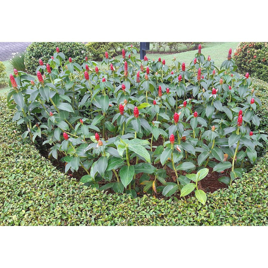 Pacing Pentul Bunga Merah Tanaman Obat Herbal Hias Bibit Berakar 1020
