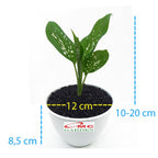 Tanaman Hias Daun Bahagia Sri Rezeki Blanceng Dieffenbachia 1 Pot