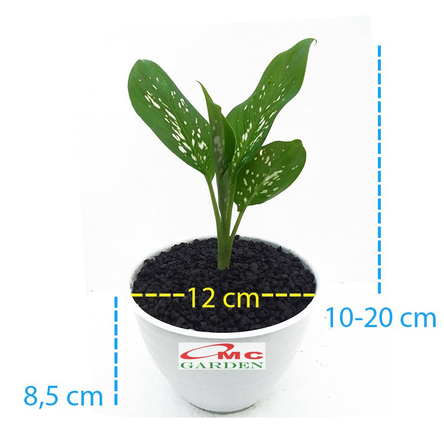 Tanaman Hias Daun Bahagia Sri Rezeki Blanceng Dieffenbachia 1 Pot