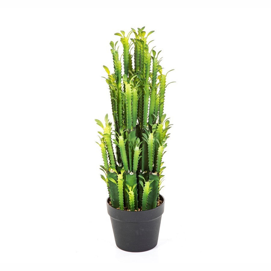 Euphorbia Trigona Bibit Tanaman Hias Kaktus Sukulen Hijau Merah 1 Pot