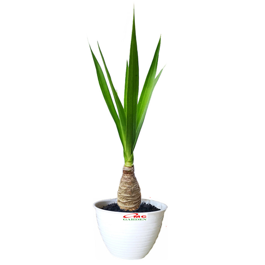 Bonsai Pandan Bali Pohon Bonsae Tanaman Hias B-PDB-001