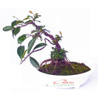 Tanaman Beringin Lokal Local Iprik Kimeng Bibit Stek Batang Bonsai Ficus 30 cm