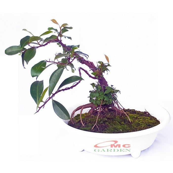 Tanaman Beringin Lokal Local Iprik Kimeng Bibit Stek Batang Bonsai Ficus 30 cm