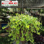 Tanaman Hias Gantung Air Mata Janda Bunga Callisia Calisia 1020