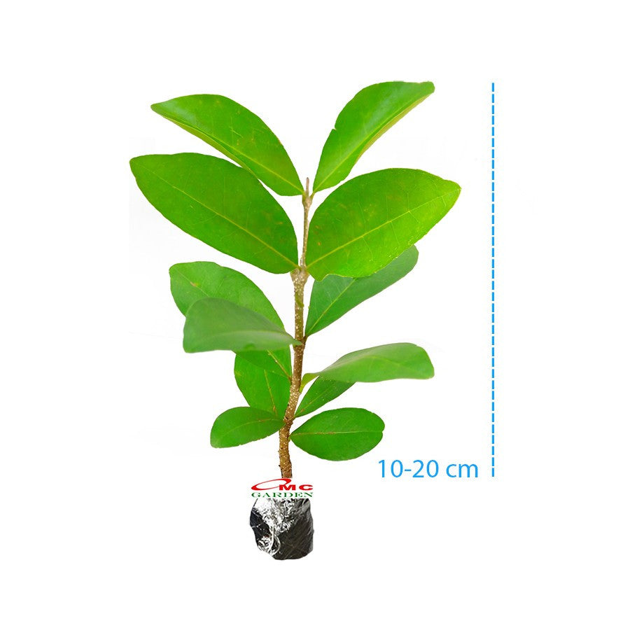 Bibit Sianci Bahan Bonsai Tanaman Ceri Barbados Cherry Aserola 1020