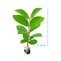 Bibit Sianci Bahan Bonsai Tanaman Ceri Barbados Cherry Aserola 1020