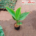 Tanaman Hias Pisang Kana Golden Calathea Pisangan Kuning Heliconia 30