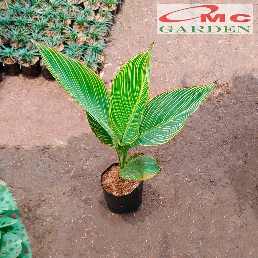 Tanaman Hias Pisang Kana Golden Calathea Pisangan Kuning Heliconia 30