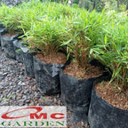 Bibit Rumput Bambu Mikro Micro Mini Rimbun Tanaman Hias 30-40 cm