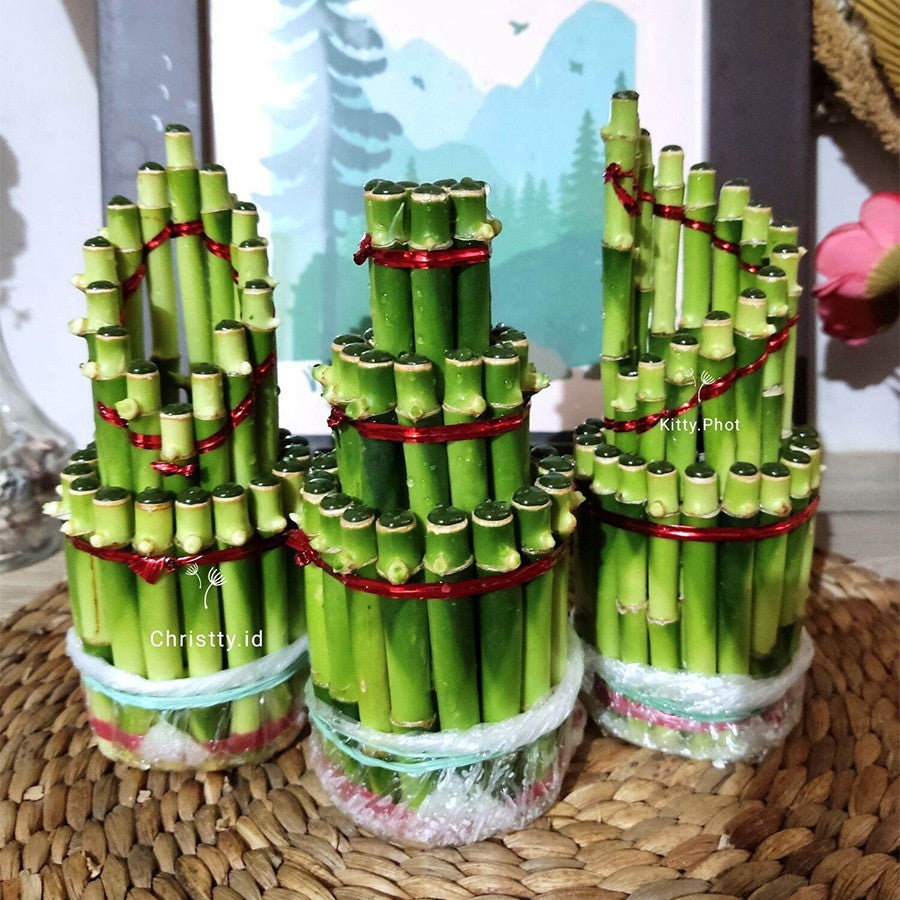 Pohon Bambu Hoki Hockey Sri Rejeki Lucky Bamboo Air Bambu Cina Bibit Tanaman Hias 1020 - 15-20 cm