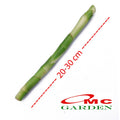 Pohon Bambu Hoki Hockey Sri Rejeki Lucky Bamboo Bambu Air Bambu Cina Pembawa Keberuntungan Bibit Tanaman Hias Stek Batang - 20-30 cm