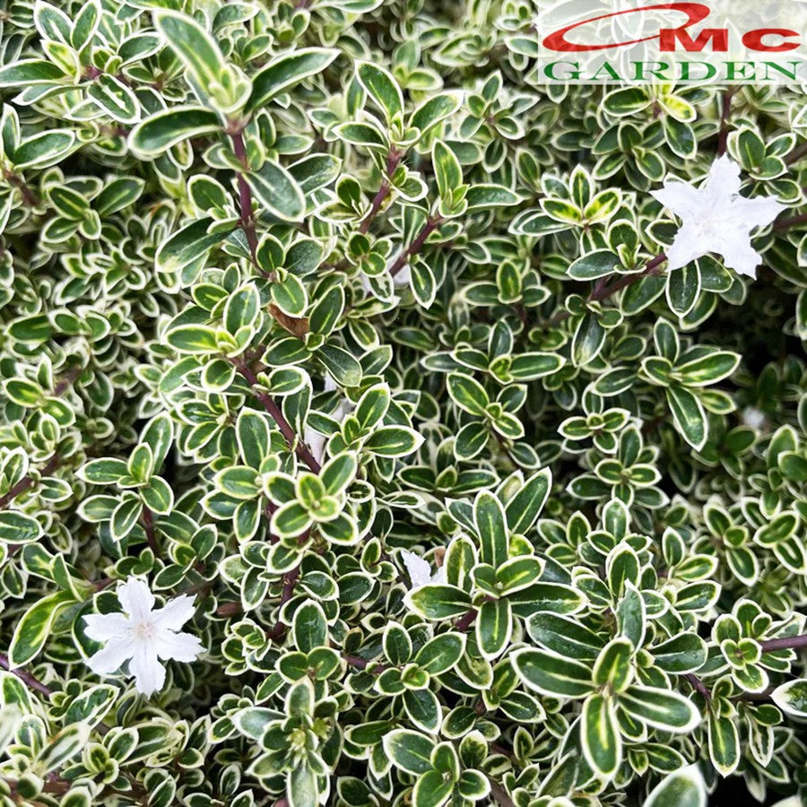 Bibit Mirten Daun Salju Varigata Pohon Serissa Foetida Bahan Bonsai Bonsae Mame Tanaman Hias Melati Jepang Bunga 1015