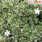 Bibit Mirten Daun Salju Varigata Pohon Serissa Foetida Bahan Bonsai Bonsae Mame Tanaman Hias Melati Jepang Bunga 1015