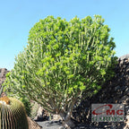 Bibit Pohon Euphorbia Neriifolia Nivulia Katus Kaktus Sukulen Tanaman Hias Sudu Sudu Cristata 3040