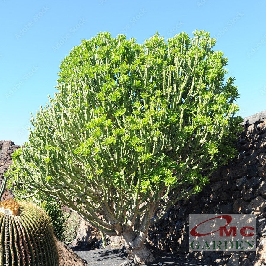 Bibit Pohon Euphorbia Neriifolia Nivulia Katus Kaktus Sukulen Tanaman Hias Sudu Sudu Cristata 3040