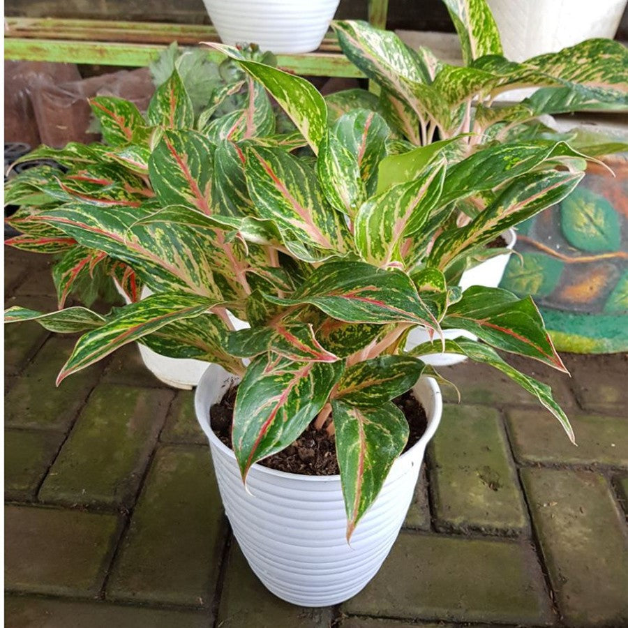 Aglonema Butterfly Bibit Bunga Tanaman Hias Anakan Sri Rejeki Daun Green Red Pink 1520