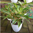 Aglonema Butterfly Bibit Bunga Tanaman Hias Anakan Sri Rejeki Daun Green Red Pink 1520