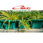 Spider Plant Tanaman Laba-Laba Lili Lily Paris Gantung Bibit 2025