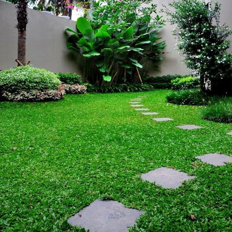 Rumput Gajah Mini Sobekan Bibit Tanaman Hias Karpet Penutup Tanah 0609